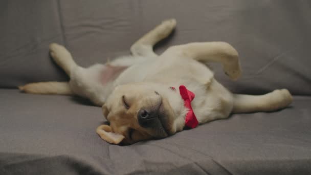 Niedliche Labrador Retriever Welpen mit roter Schleife am Hals schlafen auf dem Rücken auf der grauen Couch. Müder junger Hund liegt auf Sofa. — Stockvideo