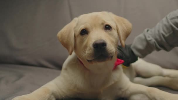 Sällskapsdjur ägare hand i gul borstningshandske kamma Labrador Retriever valp ligger på grå soffa. Ung hund leker med ägare hand i pensel handske. — Stockvideo