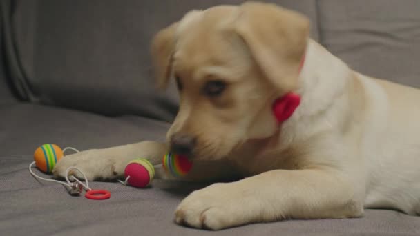 Όμορφη Λαμπραντόρ Retriever κουτάβι με κόκκινο τόξο παίζει με το σκυλί παιχνίδι που βρίσκεται σε γκρι καναπέ. Ενεργό εξήλθε 4 μηνών σκύλος. — Αρχείο Βίντεο