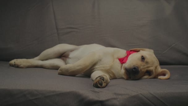 Entzückender Labrador Retriever Welpe mit roter Schleife am Hals, schlafend auf grauer Couch. Müder junger Hund entspannt auf dem Sofa. — Stockvideo
