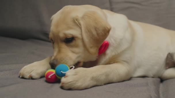 Lovely Λαμπραντόρ Retriever κουτάβι με κόκκινο τόξο παίζει με το σκυλί παιχνίδι που σε γκρι καναπέ. 4 μηνών κουτάβι παίζει με κατοικίδιο ζώο παιχνίδι. — Αρχείο Βίντεο