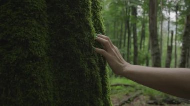 Kadın eli ormanda yosunlara dokunuyor. Yeşil manikürlü el yosunlu palmiye ağacı.