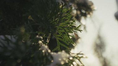 Karla kaplı bir çam ağacına yakın çekim. Güneş ışığı açık mavi kış gökyüzünde parlıyor. Sakin ve mevsimsel bir doğa sahnesi yaratıyor.