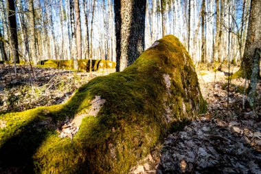 Mythical mossy stones in the woods