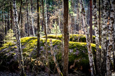 Mythical mossy stones in the woods