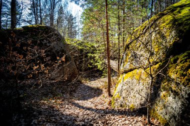 Mythical mossy stones in the woods
