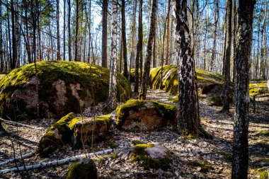 Mythical mossy stones in the woods