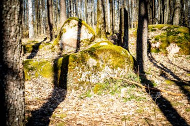 Mythical mossy stones in the woods