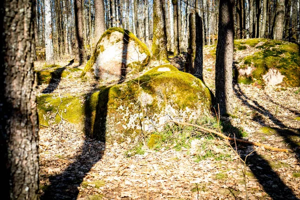 Mythical mossy stones in the woods