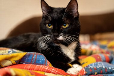 Sarı gözlü, siyah beyaz güzel bir kedi.