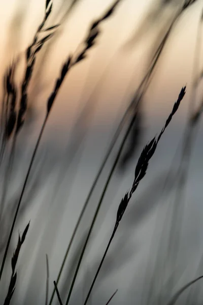 Grass Close Shot Sunset Background — Stock Photo, Image