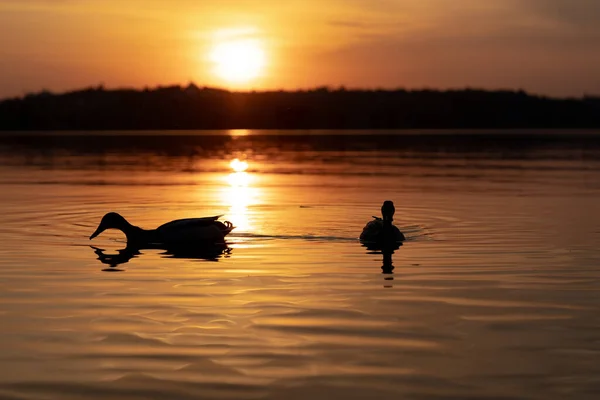 Patos Sulhuettes Nadando Mar Del Océano Del Río Magnífico Atardecer —  Fotos de Stock