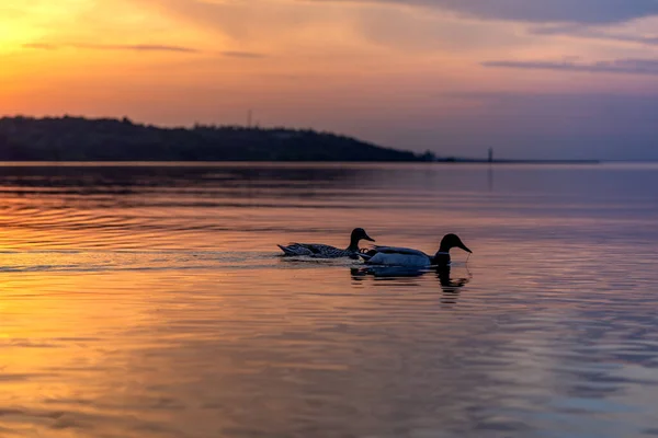 Enten Sulhuetten Schwimmen Fluss Ozean Meer Bei Herrlichem Sonnenuntergang — Stockfoto