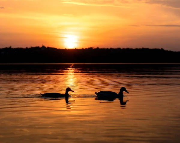 Patos Sulhuettes Nadando Mar Oceano Rio Pôr Sol Lindo — Fotografia de Stock