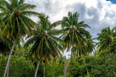 tropik bir adada palmiye ağaçları