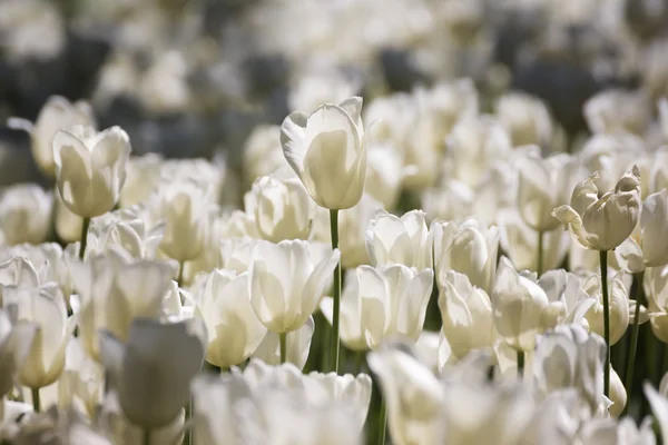 Group Of White Tulips — Stock Photo, Image