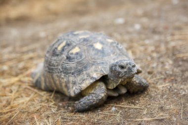 mahmuz butlu kaplumbağa