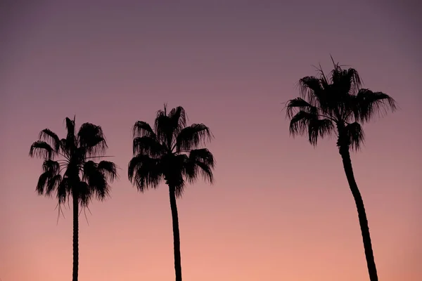 Silhouet Van Palmbomen Voor Paarse Zonsondergang — Stockfoto