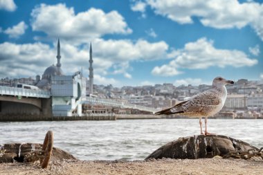 Galata Köprüsü Arkaplanlı Ayakta Martı, İstanbul, Türkiye