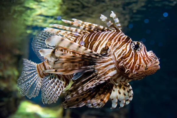 Lionfish Vermelho Dentro Aquário — Fotografia de Stock
