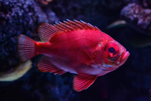 Peixe Popeye Catalufa Vermelho Dentro Aquário — Fotografia de Stock