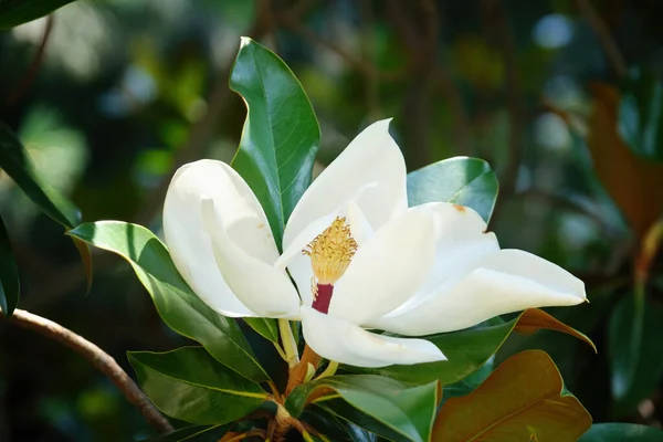 Nahaufnahme Einer Magnolienblüte — Stockfoto