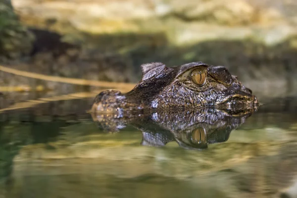 Tête d'un alligator — Photo