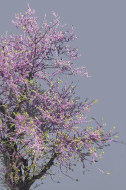 Gri arka plan yeni çiçek ağaç