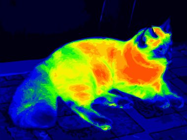 Infrared ragdoll cat vector clipart