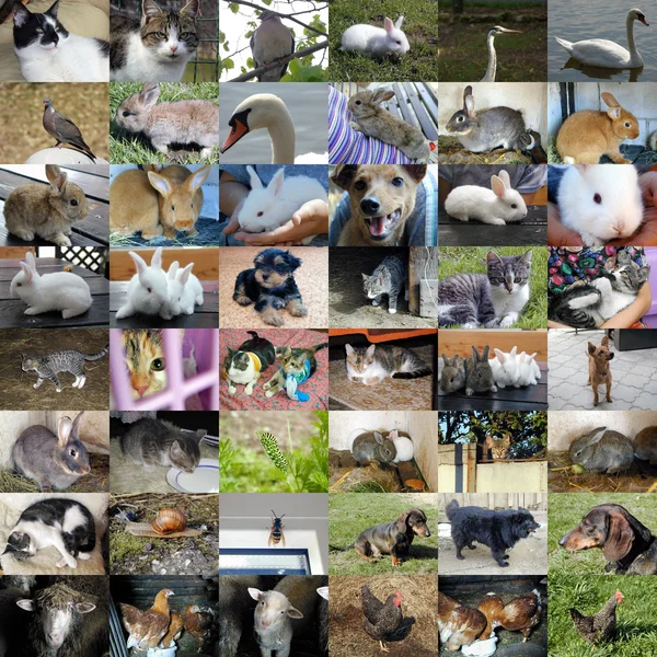 48 動物写真のセット — ストック写真