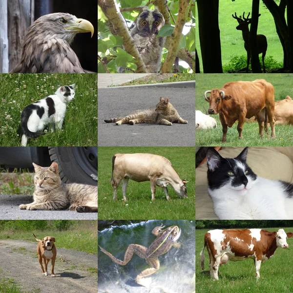 Set of 12 animals photos — Stock Photo, Image