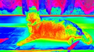 Çamaşır rahatlatıcı kızılötesi kedi