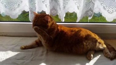 Çamaşır rahatlatıcı kedi