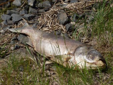 Çimenlerin üzerinde ölü balık