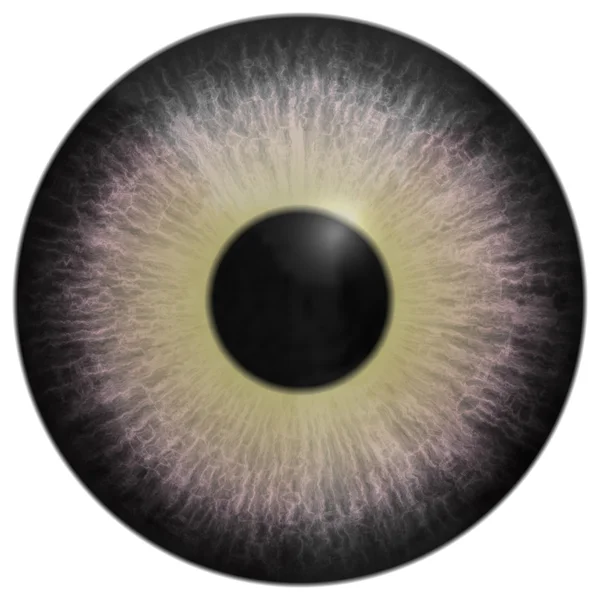Eye iris generated hires texture Stock Photo by ©PandaWild 53998637