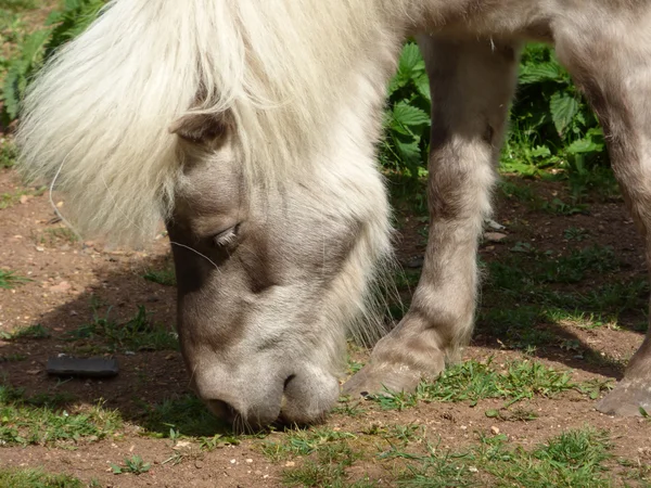 Pony hoofd close-up — Stockfoto