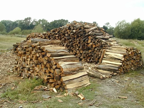 Pilhas de troncos — Fotografia de Stock