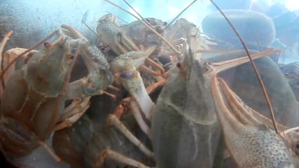 Crawfish dans l'aquarium — Video