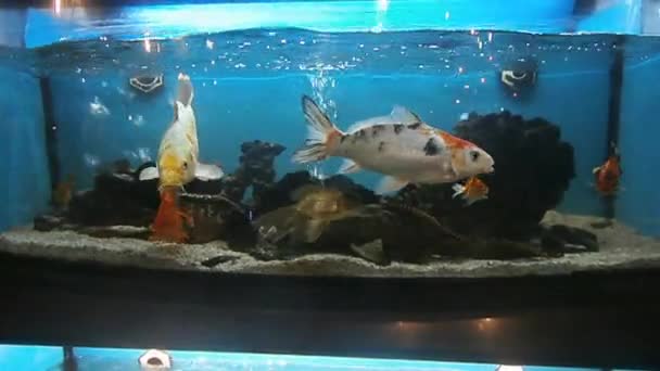 Fische im Aquarium — Stockvideo