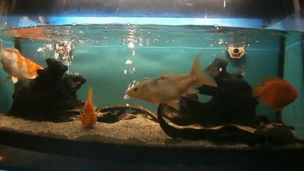 Fische im Aquarium — Stockvideo