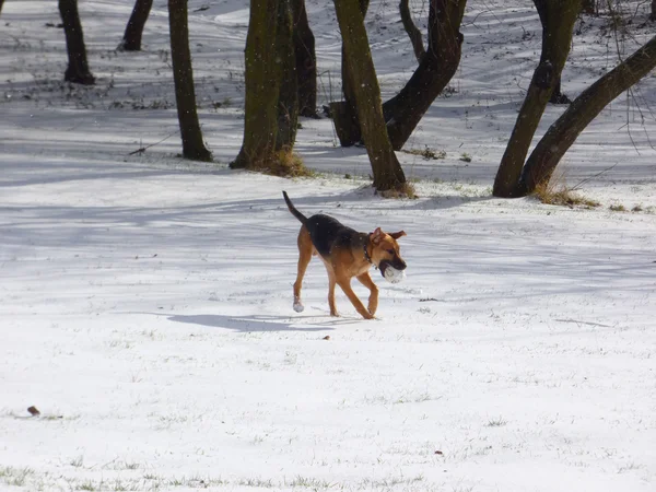 Dog and Winter — Stock Photo, Image