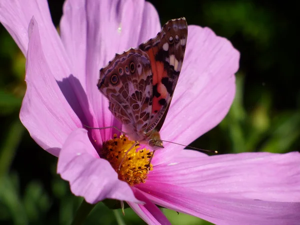 Метелик на рожевій квітці — стокове фото