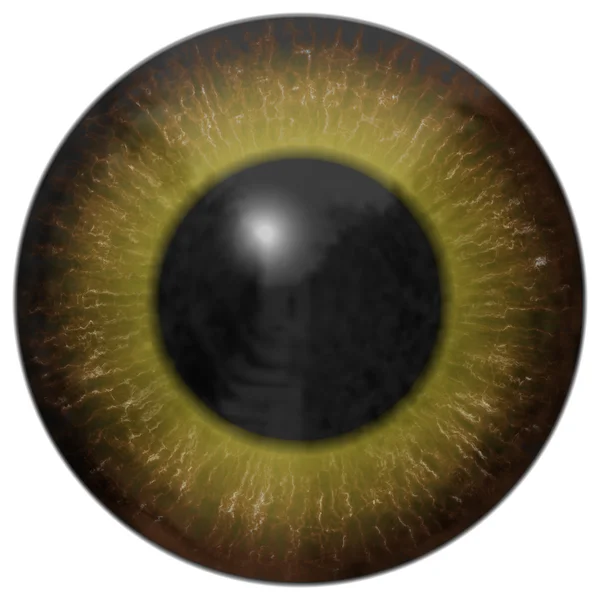 Eye iris generated hires texture — Stock Photo, Image