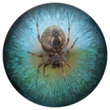 Arachnophobia spider in your sight clipart