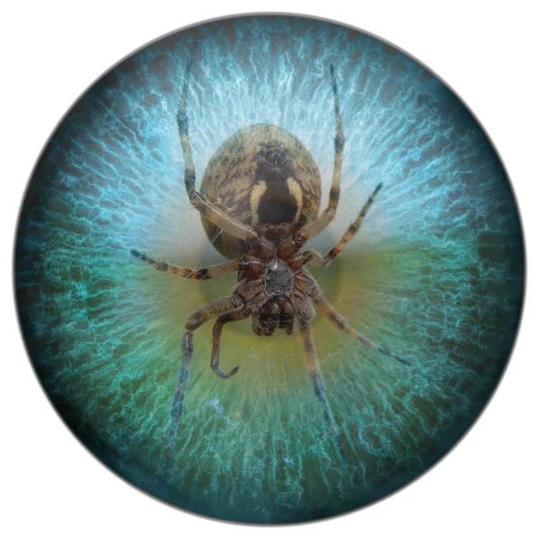 Arachnofobia pająk w Twoich oczach — Zdjęcie stockowe