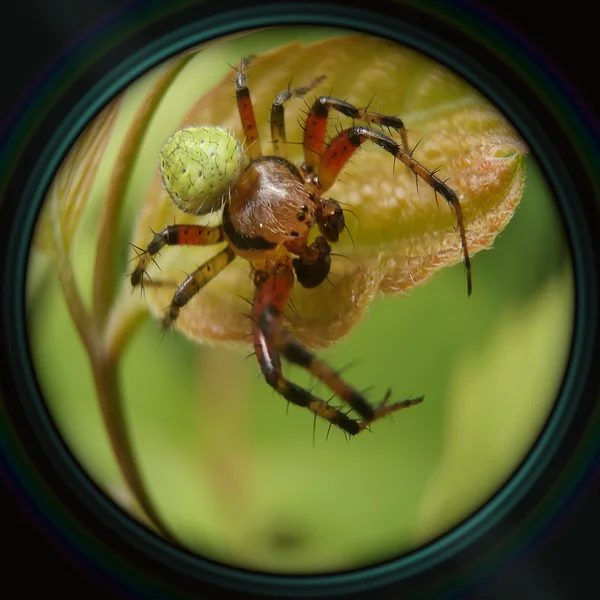 Spider on leaf in objective lens — Stock Photo, Image