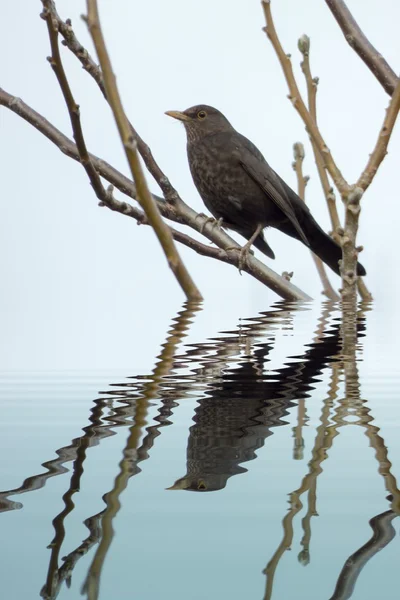 Чернопёрая самка с водяными отражениями — стоковое фото