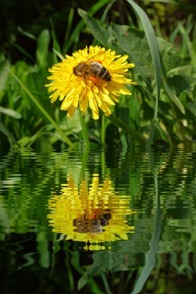 Abeille à miel sur pissenlit avec reflets d'eau — Photo