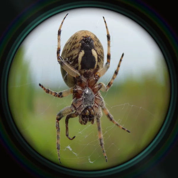 Garden spider on web in objective lens — Stock Photo, Image