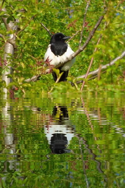 Elster auf Ast mit Wasserspiegelungen — Stockfoto